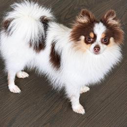 Reese - Tri-colored female Pomeranian puppy in New Lenox, Illinois from Illinois Poms