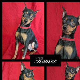 Romeo - Miniature Pinscher