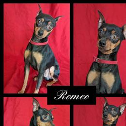 Romeo - Miniature Pinscher