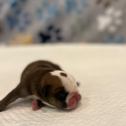Rusty - Red and white male Bulldog puppy in Charlotte, North Carolina from Golden Leaf Kennels LLC