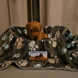 Purple - Dark golden female Golden Retriever puppy in Bellevue, Michigan from Double D Ranch Golden Retrievers LLC