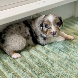 Spruce - Blue merle male Australian Shepherd puppy in Salinas, California from AA Aussies