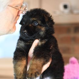 Waylon - Black and red German Shepherd puppy in Columbus, Indiana from Stony Lonesome GSD