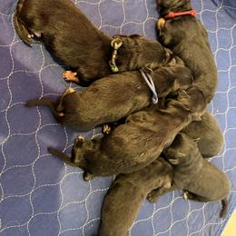 Blue - Black and red male German Shepherd puppy in New York from Spitze German Shepherds