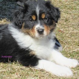 Australian Shepherd Puppies from Parsons Australian Shepherds