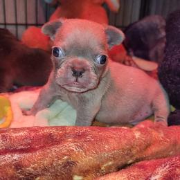 French Bulldog Puppies from Culichitown Frenchies