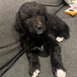 Aussiedoodles from MR Doodles