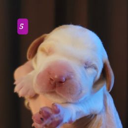Puppy #5 - Orange roan Spinone Italiano puppy in Waller, Texas from QuietWood