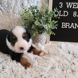 Miniature Australian Shepherd Puppies from Wilkers Wholehearted Mini Aussies