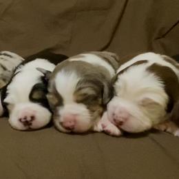 Miniature Australian Shepherd Puppies from Duncan’s Miniature Australian Shepherds
