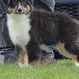 Petra - Black tri-color female Australian Shepherd puppy in Divide, Colorado from Outlaw Farm and Kennel