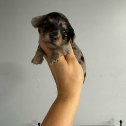 Pepper - Dapple female Dachshund puppy in Fredericksburg, Indiana from Blue River Mini Dachshunds