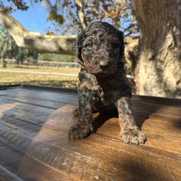 LUAU - Phantom female Goldendoodle puppy in Fruitland Park, Florida from Mount Doodles