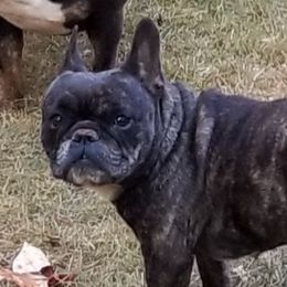 Fifi - French Bulldog