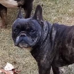 Fifi - French Bulldog
