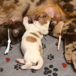 Dachshund puppies from LHC Dachsunds