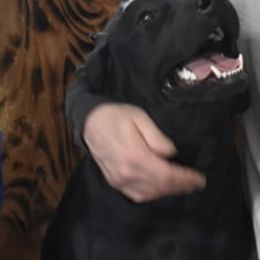 Labrador Retrievers from Marvelous Labs