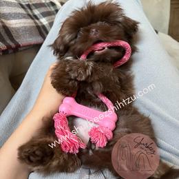 Shih Tzu Puppies from Shurbeez Shih Tzu