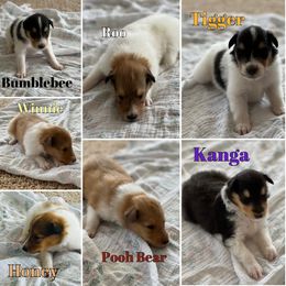 Collie Puppies from Cadie's Collies