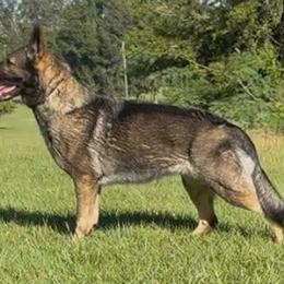 French Bulldogs and German Shepherds from Crossfire Elite Canines