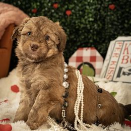 Aussiedoodle Puppies from Dinah Doodles and Aussies