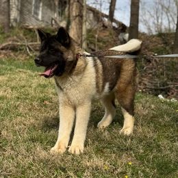 Sonora - Akita