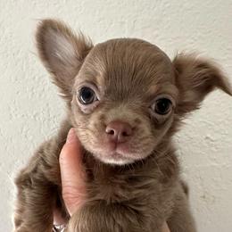 Moonie - Chocolate blue male Chihuahua puppy in Coweta, Oklahoma from Green Country Chihuahuas