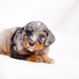 Fritz - Merle female Bernedoodle puppy in Washington from Doodle Love