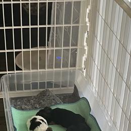 Yorkshire Terrier Puppies from Behrens_Beauties