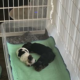 Yorkshire Terrier Puppies from Behrens_Beauties