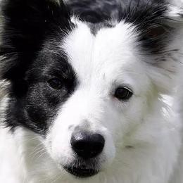 Border Collies from Little  Foxx Farms