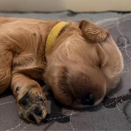 Larch - Cream male Goldendoodle puppy in Indiana, Pennsylvania from Kathy's Doodles