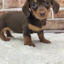 Sienna - Chocolate and tan female Dachshund puppy in Industry, Illinois from KDKs Kennels