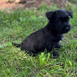 Jetta - Black brindle female Cairn Terrier puppy in Mountain Grove, Missouri from CreekTop