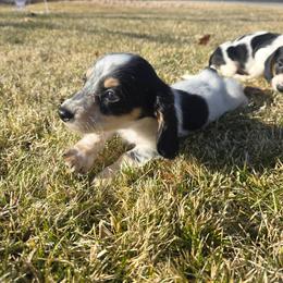 Twitch - Piebald male Dachshund puppy in Riverdale, Utah from Behive Doxies