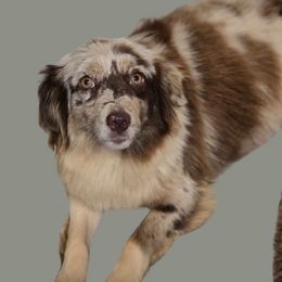 Harlee - Miniature Australian Shepherd
