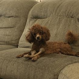 Brooklyn - Poodle