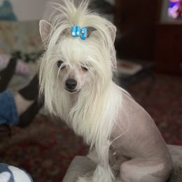 Cici - Chinese Crested