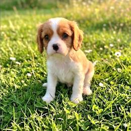 Bernard - Blenheim male Cavalier King Charles Spaniel puppy in Pennsylvania from Julie's Cavalier King Charles Spaniels