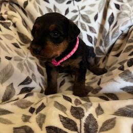 Dark Pink - Black and tan female Airedale Terrier puppy in Anderson, California from Airedales of Myriad Ranch