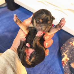 June - Black and tan female Shiba Inu puppy in Maxwell, New Mexico from khshibas-khpugs