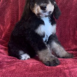 Bernedoodle Puppies from High Peaks Bernedoodles