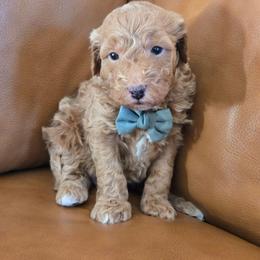 Teddy - Apricot male Goldendoodle puppy in Mohnton, Pennsylvania from Stony Meadow Puppies