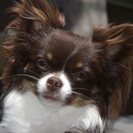 Zoey - Chihuahua