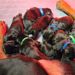 Female 4 - Black and rust female Doberman Pinscher puppy in China Township, Michigan from Snell's Superior Kennel Dobermann & GSP