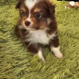 Holly - Red tri female Toy Australian Shepherd puppy in Pickens, South Carolina from Reflections of Star Crest Kennel