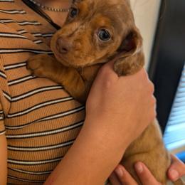 Pink ribbon - Dapple female Dachshund puppy in Sugarcreek, Ohio from Bahler Street Doxies