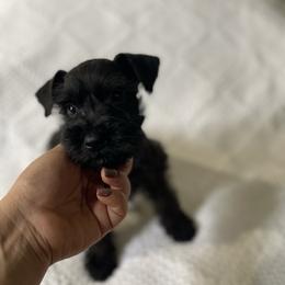 Rover - Salt and pepper male Miniature Schnauzer puppy in San Diego, California from KMS-Miniature Schnauzers
