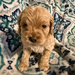 Olaf - Red roan male Cockapoo puppy in Williamston, South Carolina from Sassy Bob’s Dogs