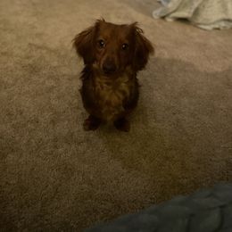 Dachshund All Grown Up from Emily’s Mini Dachshunds